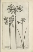 An illustration from Le iardin du roy très chrestien Henry IV roy de France et de Navare : dédié à la royne (1608)