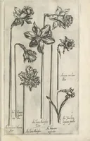 Picture 26 of 77 from Le iardin du roy très chrestien Henry IV roy de France et de Navare : dédié à la royne (1608), leaf 64