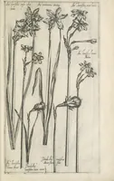 An illustration from Le iardin du roy très chrestien Henry IV roy de France et de Navare : dédié à la royne (1608)
