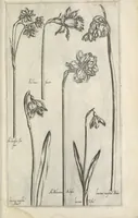 An illustration from Le iardin du roy très chrestien Henry IV roy de France et de Navare : dédié à la royne (1608)