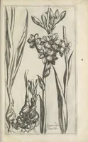 An illustration from Le iardin du roy très chrestien Henry IV roy de France et de Navare : dédié à la royne (1608)