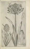 Picture 30 of 77 from Le iardin du roy très chrestien Henry IV roy de France et de Navare : dédié à la royne (1608), leaf 72