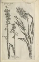 An illustration from Le iardin du roy très chrestien Henry IV roy de France et de Navare : dédié à la royne (1608)