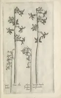 An illustration from Le iardin du roy très chrestien Henry IV roy de France et de Navare : dédié à la royne (1608)