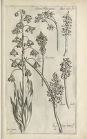 An illustration from Le iardin du roy très chrestien Henry IV roy de France et de Navare : dédié à la royne (1608)
