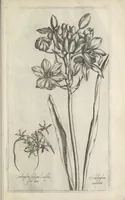 An illustration from Le iardin du roy très chrestien Henry IV roy de France et de Navare : dédié à la royne (1608)