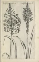 Picture 35 of 77 from Le iardin du roy très chrestien Henry IV roy de France et de Navare : dédié à la royne (1608), leaf 82