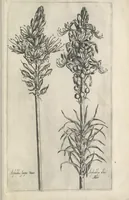 Picture 36 of 77 from Le iardin du roy très chrestien Henry IV roy de France et de Navare : dédié à la royne (1608), leaf 84