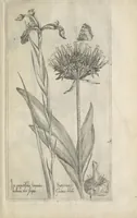 An illustration from Le iardin du roy très chrestien Henry IV roy de France et de Navare : dédié à la royne (1608)