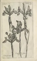 An illustration from Le iardin du roy très chrestien Henry IV roy de France et de Navare : dédié à la royne (1608)