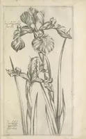 An illustration from Le iardin du roy très chrestien Henry IV roy de France et de Navare : dédié à la royne (1608)