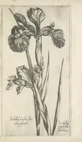 Picture 40 of 77 from Le iardin du roy très chrestien Henry IV roy de France et de Navare : dédié à la royne (1608), leaf 92