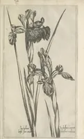 Picture 41 of 77 from Le iardin du roy très chrestien Henry IV roy de France et de Navare : dédié à la royne (1608), leaf 94