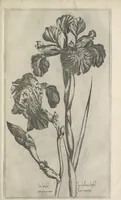 An illustration from Le iardin du roy très chrestien Henry IV roy de France et de Navare : dédié à la royne (1608)