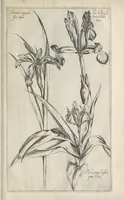 Picture 43 of 77 from Le iardin du roy très chrestien Henry IV roy de France et de Navare : dédié à la royne (1608), leaf 98