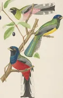 An illustration from Ornithologie brésilienne; ou, Histoire des oiseaux du Brésil, remarquables par leur plumage, leur chant, ou leurs habitudes (1852)
