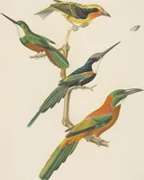An illustration from Ornithologie brésilienne; ou, Histoire des oiseaux du Brésil, remarquables par leur plumage, leur chant, ou leurs habitudes (1852)