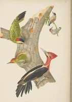 An illustration from Ornithologie brésilienne; ou, Histoire des oiseaux du Brésil, remarquables par leur plumage, leur chant, ou leurs habitudes (1852)