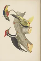 An illustration from Ornithologie brésilienne; ou, Histoire des oiseaux du Brésil, remarquables par leur plumage, leur chant, ou leurs habitudes (1852)