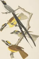 Picture 20 of 46 from Ornithologie brésilienne; ou, Histoire des oiseaux du Brésil, remarquables par leur plumage, leur chant, ou leurs habitudes (1852), leaf 136