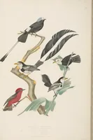 An illustration from Ornithologie brésilienne; ou, Histoire des oiseaux du Brésil, remarquables par leur plumage, leur chant, ou leurs habitudes (1852)