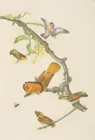 An illustration from Ornithologie brésilienne; ou, Histoire des oiseaux du Brésil, remarquables par leur plumage, leur chant, ou leurs habitudes (1852)