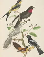 An illustration from Ornithologie brésilienne; ou, Histoire des oiseaux du Brésil, remarquables par leur plumage, leur chant, ou leurs habitudes (1852)