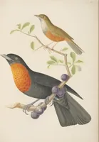 An illustration from Ornithologie brésilienne; ou, Histoire des oiseaux du Brésil, remarquables par leur plumage, leur chant, ou leurs habitudes (1852)