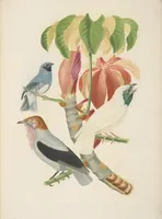 An illustration from Ornithologie brésilienne; ou, Histoire des oiseaux du Brésil, remarquables par leur plumage, leur chant, ou leurs habitudes (1852)