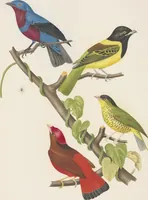 Picture 27 of 46 from Ornithologie brésilienne; ou, Histoire des oiseaux du Brésil, remarquables par leur plumage, leur chant, ou leurs habitudes (1852), leaf 164