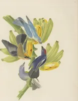 Picture 28 of 46 from Ornithologie brésilienne; ou, Histoire des oiseaux du Brésil, remarquables par leur plumage, leur chant, ou leurs habitudes (1852), leaf 168