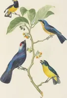 An illustration from Ornithologie brésilienne; ou, Histoire des oiseaux du Brésil, remarquables par leur plumage, leur chant, ou leurs habitudes (1852)