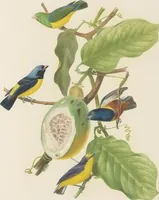 Picture 31 of 46 from Ornithologie brésilienne; ou, Histoire des oiseaux du Brésil, remarquables par leur plumage, leur chant, ou leurs habitudes (1852), leaf 180