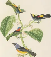Picture 32 of 46 from Ornithologie brésilienne; ou, Histoire des oiseaux du Brésil, remarquables par leur plumage, leur chant, ou leurs habitudes (1852), leaf 184