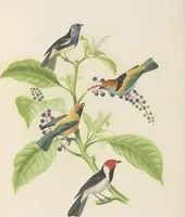 An illustration from Ornithologie brésilienne; ou, Histoire des oiseaux du Brésil, remarquables par leur plumage, leur chant, ou leurs habitudes (1852)