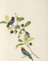 Picture 37 of 46 from Ornithologie brésilienne; ou, Histoire des oiseaux du Brésil, remarquables par leur plumage, leur chant, ou leurs habitudes (1852), leaf 204