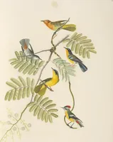 An illustration from Ornithologie brésilienne; ou, Histoire des oiseaux du Brésil, remarquables par leur plumage, leur chant, ou leurs habitudes (1852)