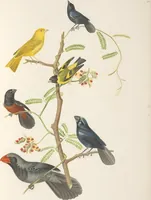 An illustration from Ornithologie brésilienne; ou, Histoire des oiseaux du Brésil, remarquables par leur plumage, leur chant, ou leurs habitudes (1852)