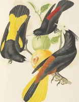 An illustration from Ornithologie brésilienne; ou, Histoire des oiseaux du Brésil, remarquables par leur plumage, leur chant, ou leurs habitudes (1852)