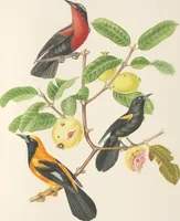 An illustration from Ornithologie brésilienne; ou, Histoire des oiseaux du Brésil, remarquables par leur plumage, leur chant, ou leurs habitudes (1852)