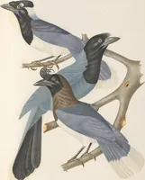 An illustration from Ornithologie brésilienne; ou, Histoire des oiseaux du Brésil, remarquables par leur plumage, leur chant, ou leurs habitudes (1852)