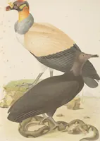 An illustration from Ornithologie brésilienne; ou, Histoire des oiseaux du Brésil, remarquables par leur plumage, leur chant, ou leurs habitudes (1852)