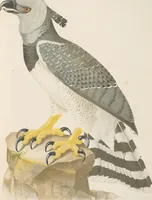 An illustration from Ornithologie brésilienne; ou, Histoire des oiseaux du Brésil, remarquables par leur plumage, leur chant, ou leurs habitudes (1852)