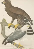 An illustration from Ornithologie brésilienne; ou, Histoire des oiseaux du Brésil, remarquables par leur plumage, leur chant, ou leurs habitudes (1852)