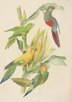 An illustration from Ornithologie brésilienne; ou, Histoire des oiseaux du Brésil, remarquables par leur plumage, leur chant, ou leurs habitudes (1852)
