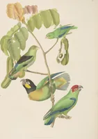 An illustration from Ornithologie brésilienne; ou, Histoire des oiseaux du Brésil, remarquables par leur plumage, leur chant, ou leurs habitudes (1852)