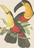 Picture 11 of 46 from Ornithologie brésilienne; ou, Histoire des oiseaux du Brésil, remarquables par leur plumage, leur chant, ou leurs habitudes (1852), leaf 96