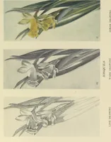 Picture 49 of 58 from From Holbein to Whistler, notes on drawing and engraving, / by Alfred Mansfield Brooks. (1920), leaf 174