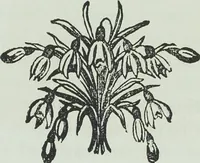 Picture 58 of 134 from Modern magic : a practical treatise on the art of conjuring (1894), leaf 312