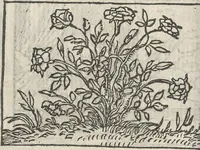 Picture 20 of 101 from Le theatre des bons engins, auquel sont contenuz cent emblemes moraulx (1546), leaf 35